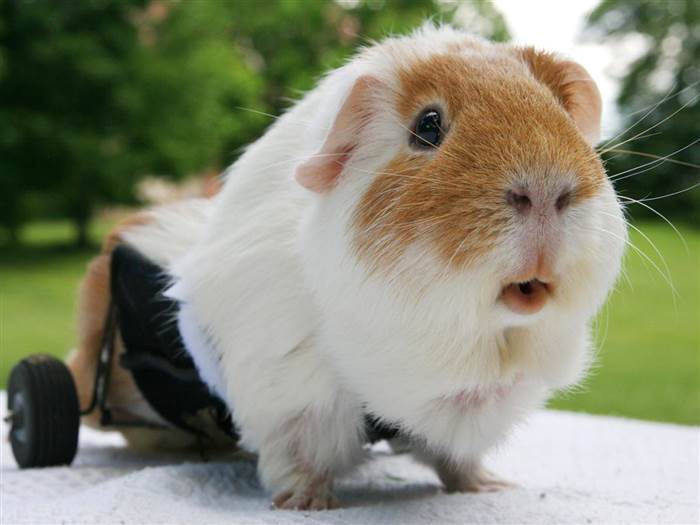 Guinea pig pic